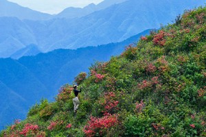 湖南“武功山”——株洲太和仙山野徒步，原始森林+高山草甸！