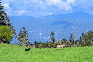 云南：格拉丹草原、虎跳峡、千湖山原始森林6天5晚轻装徒步