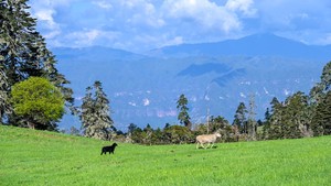 云南：格拉丹草原、虎跳峡、千湖山原始森林5天4晚轻装徒步