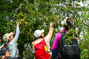 【1日往返·新人首次半价】茶亭九峰山山野环线徒步，摘野菜！