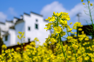 徽饶古道-婺源油菜花-小众古村落2天1晚轻装徒步！