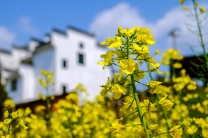 徽饶古道-婺源油菜花-小众古村落2天1晚轻装徒步！