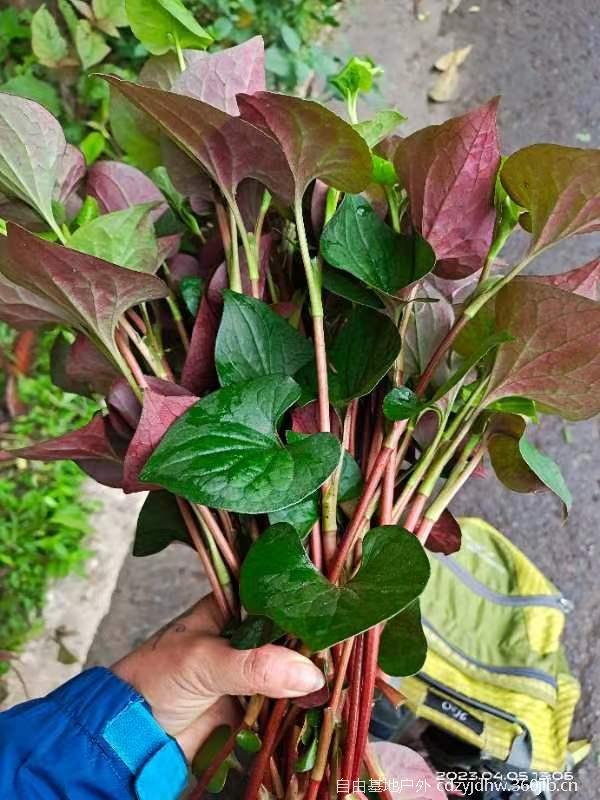 QQ图片20230410103731