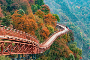 【秦岭赏秋7日】秋天一定要来趟秦岭！彩林公路+溪谷红叶，终于等到这场绝美秋色！