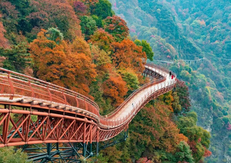 【秦岭赏秋7日】秋天一定要来趟秦岭！彩林公路+溪谷红叶，终于等到这场绝美秋色！