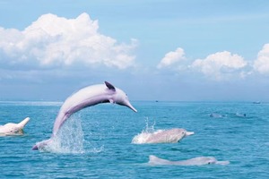 【秋假|浪漫三娘湾|粉色海豚5日】人少又浪漫！从喀斯特山水到小众海湾，一场跨越山海的旅行