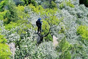 【绿源户外秦岭系列】4月18日-19日（周六~周日）“秦”系千年祖脉，子午峪古道白鹃梅如雪、三寺穿越禅意终南
