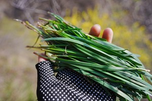 【绿源户外亲子线】4月6日（清明假期）宜阳曹窑尝春天的第一口鲜，把山野味道带回家挖野韭菜、 不负春光，挖菜快乐