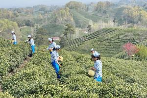 【绿源户外】4月15日～16日（周六、周日）信阳吃信阳菜、采茶、观赏制茶工艺、了解信阳毛尖文化、反穿鸡公山徒步活动