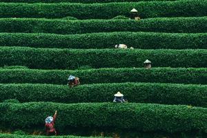 【绿源户外清明小长假】4月4日-6日走进信阳，吃信阳菜、采茶、观赏制茶工艺、了解信阳毛尖文化、反穿鸡公山徒步活动