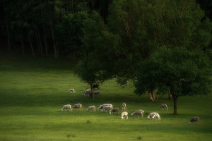 【绿源户外暑期活动】7月20日-26日（7天）20℃冰镇夏天（蟹贝湾-老龙头-承德避暑山庄-坝上草原-草原天路）