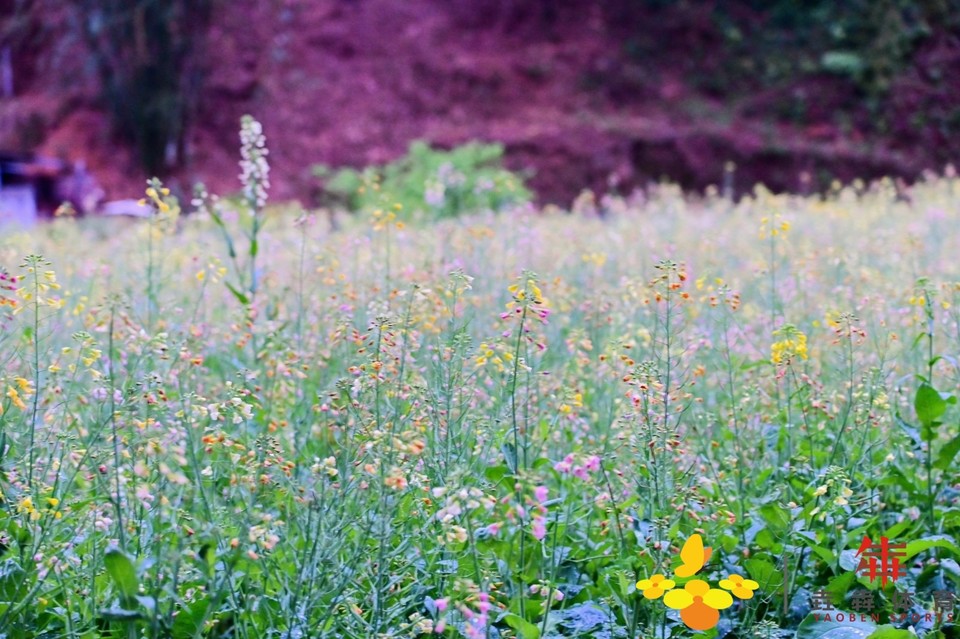 19c0143fd9dbb590021c9226c974a7f