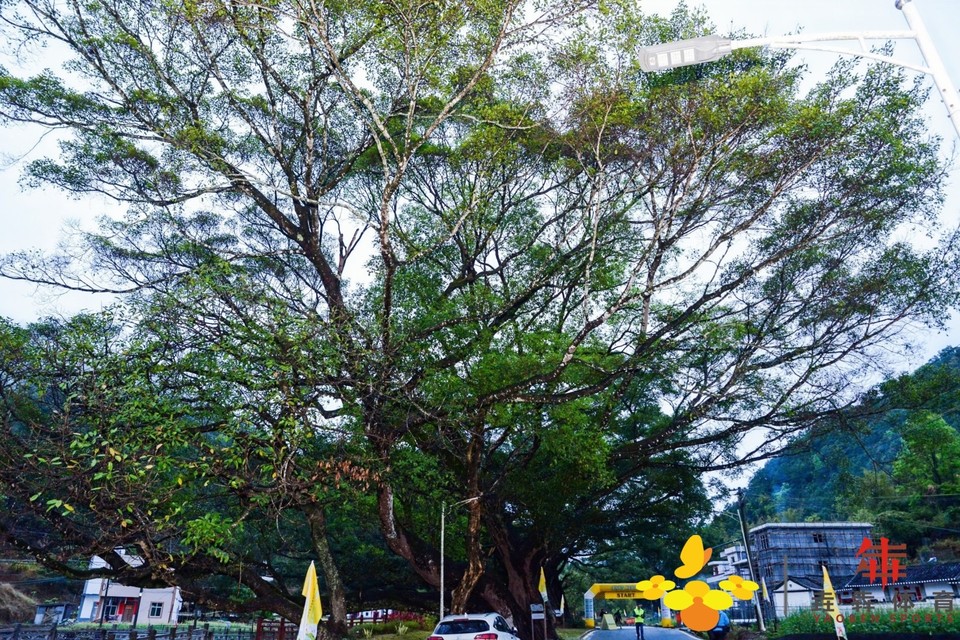 c2d11cf5afb7c5f5624e0dd113e83cd