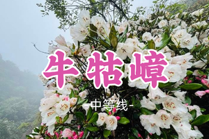 转发半价！杜鹃花开了！已成团！59元起！江坚领队！周日4.26【增城牛牯嶂11公里】登增城第一峰