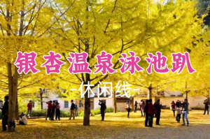 成团！观赏期！周六12.20-12.21，特价279元起含住宿送温泉【银杏温泉泳池趴】帽子峰银杏+南华禅寺