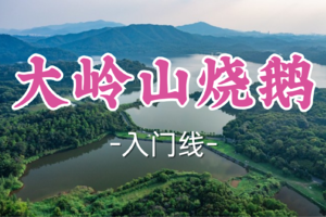 即将成团！69元起！周六12.20【大岭山烧鹅11公里】同佛线徒步，荔枝柴烧鹅