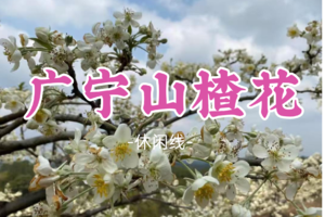 即将成团！98元起！周六2.7 【广宁山楂花】相约广宁赏洁白如雪的山楂花，品当地美食