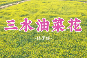 成行！69元起！周六2.7【蓝眼泪+油菜花】广东版的绝美“蓝眼泪”，打卡三水油菜花、《热辣滚烫》取景地 