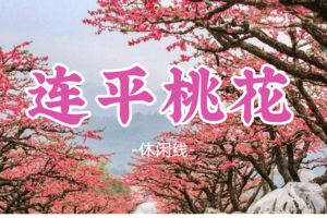 即将成团！108元起！初四2.20【连平桃花】连平桃花朵朵开，春暖花开行摄桃花油菜花