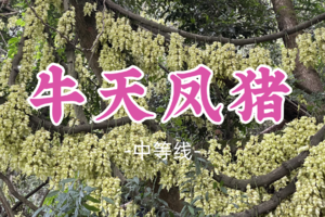 禾雀花开了！成团！9元起！鸽子领队！清明4.4【牛天凤猪线14公里】广州市内驴友拉练路线，邂逅禾雀花