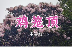 转发半价！3车已成团！149元起！周六4.25【鸡笼顶9公里】打卡粤西阳春醉美高山大草原，赏高山草原杜鹃花