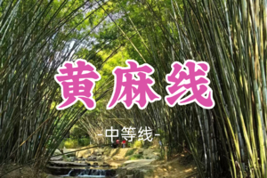 【黄麻线】|徒步竹林，溯溪戏水看树画