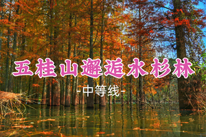 即将成团！69元起！周六12.20【五桂山10公里】中山五桂山走进神秘的西坑尾，小九寨邂逅最美水杉林