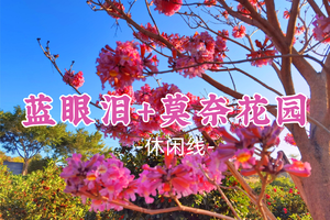 即将成行！69元起！周六12.20【蓝眼泪+莫奈花园】广东版的绝美“蓝眼泪”，“莫奈花园”上演“冬日飞花”