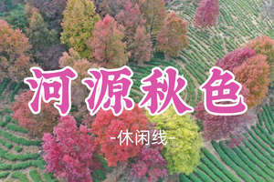 即将成团！新线！99元起！周六12.20【河源秋色】河源上仙湖茶场， 赏百亩醉美红枫一日游