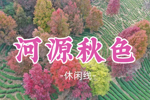 即将成团！新线！99元起！阿艳领队！周日12.21【河源秋色】河源上仙湖茶场， 赏百亩醉美红枫一日游