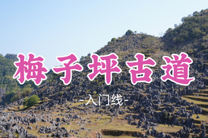 即将成团！99元起！周日3.1【梅子坪古道9公里】阳山沙磅穿英德大湾梅子坪