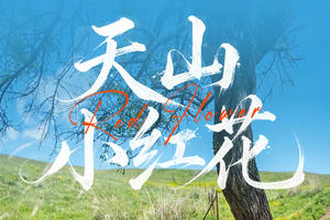 春季赏花！【绝色新疆·天山红花 7日】2-6人小团 S101网红国防公路 唐布拉 天山红花 苹果花 赛里木湖 库尔德宁 