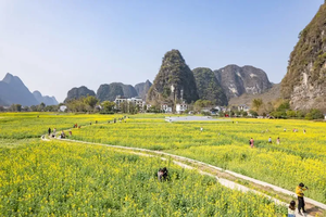 即将成团！3.7-3.8【花季阳朔2天】骑行遇龙河赏油菜花海，体验手撑竹筏游，徒步漓江精华段，西街艳遇