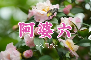 即将成团！69元起！螺蛳粉领队！清明4.5【阿婆六12公里】徒步广州最高海拔自然村，阿婆六赏山茶花，藏在高山中的古村落