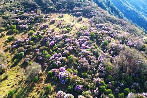 4.11周六「2日 | 休闲」俄尔则尔索玛花（每周六）