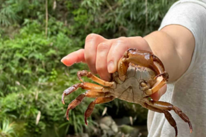 「休闲 · 花楸村」每周六