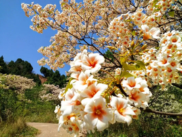 4.9周四「初级 · 金堂筒子花」4.9周四/4.12周天