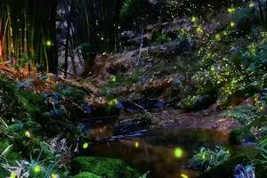 「休闲 · 青神萤火虫」每周三、六