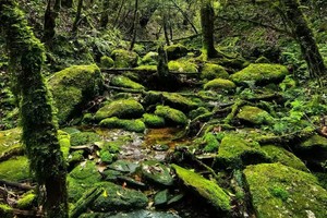 「云南 | 初级」5日哀牢山