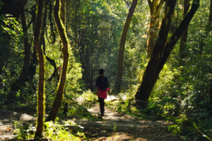 「云南 | 初级」5日高黎贡山