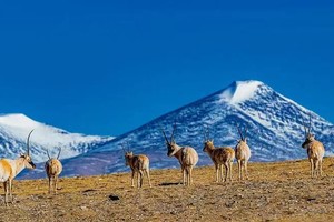 「西北」7日可可西里（每周六发团/4.4首发）