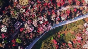 「3日」贵州毕节 ·  百里杜鹃花海日记（3.20/3.27/4.1/4.7四期）