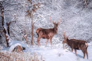 「初级 · 喇叭河/打卡领奖牌」每周三六七发团 /（2.18-2.23天天发）