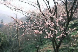 「初级 · 大邑三元场乌梅花」2.7周六