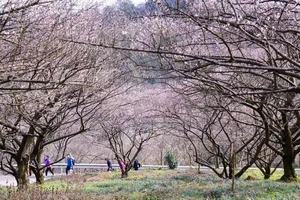 「初级 · 鹤鸣山乌梅花」2.4周三/2.7周六