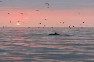 「看海 | 广西」6日崇左涠洲 · 山海追鲸季