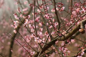 「初级 · 大邑雁鹅村」，2.5周四
