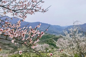「初级 ·  大邑天车坡药师岩」，2.3周二