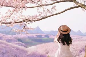 「贵州」5日樱花季限定（3.18/3.21/3.25共3期）