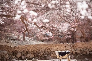 「新疆 | 7日小团」南疆塔莎 · 杏花游（3.19首发）